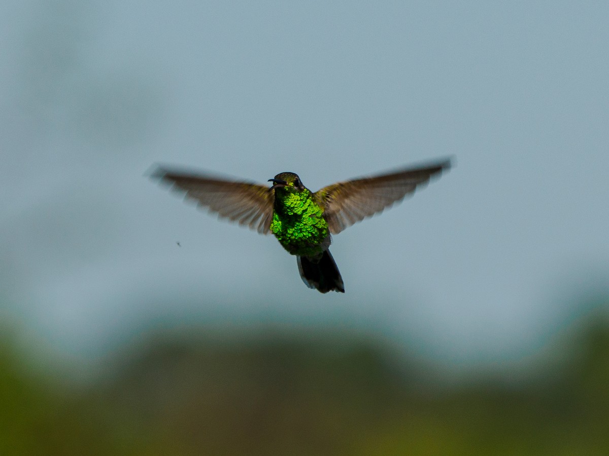 White-tailed Goldenthroat - ML636937346