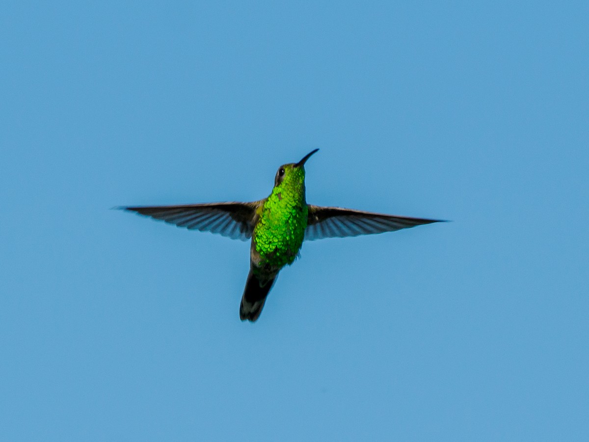White-tailed Goldenthroat - ML636937347