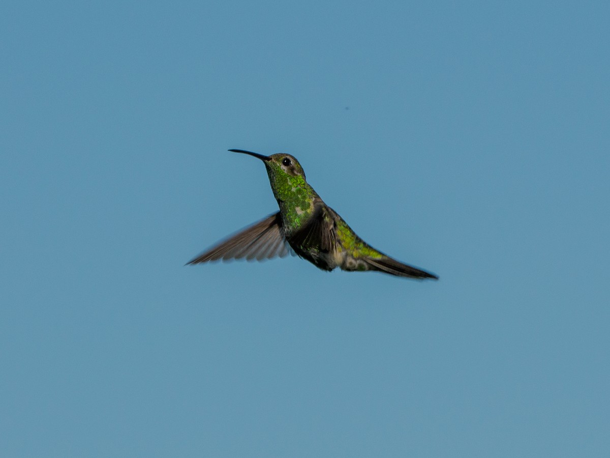 White-tailed Goldenthroat - ML636937349