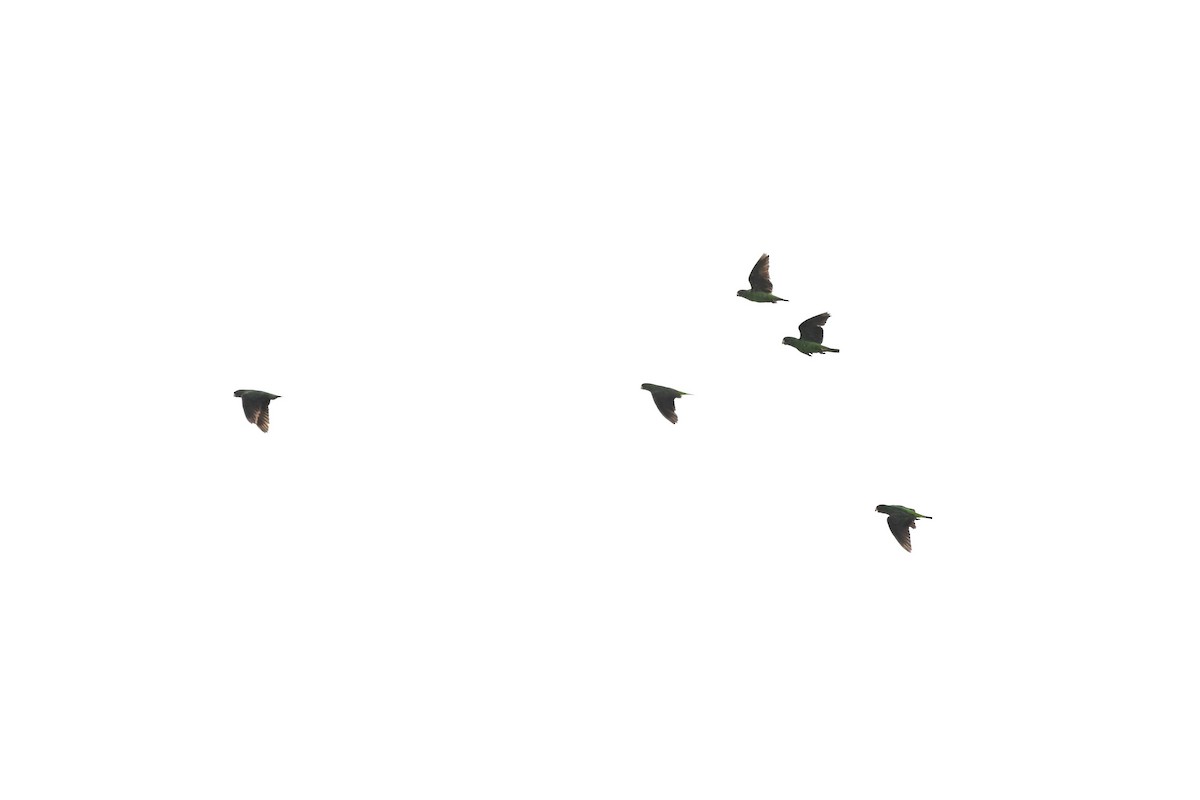 Red-fronted Parrot - ML636937375