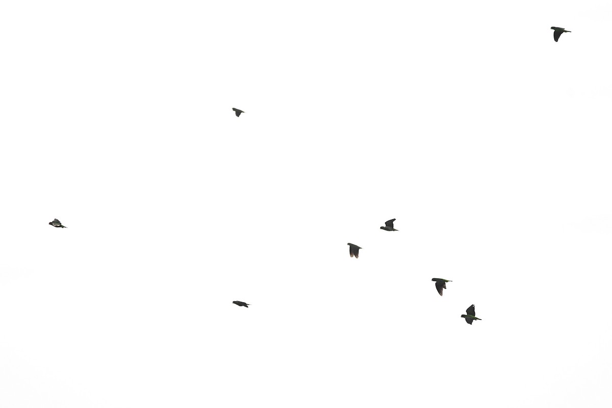 Red-fronted Parrot - ML636937376