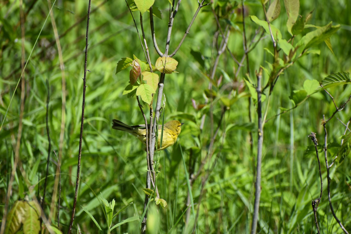 Paruline des prés - ML636937379