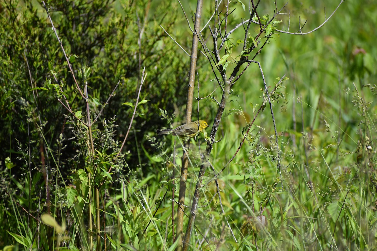 Paruline des prés - ML636937380