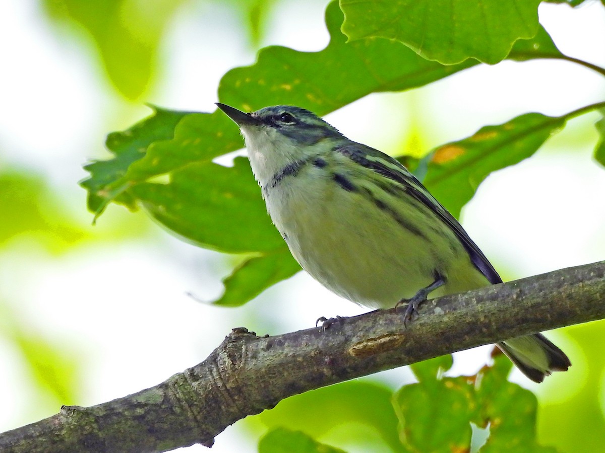 Cerulean Warbler - ML636937485