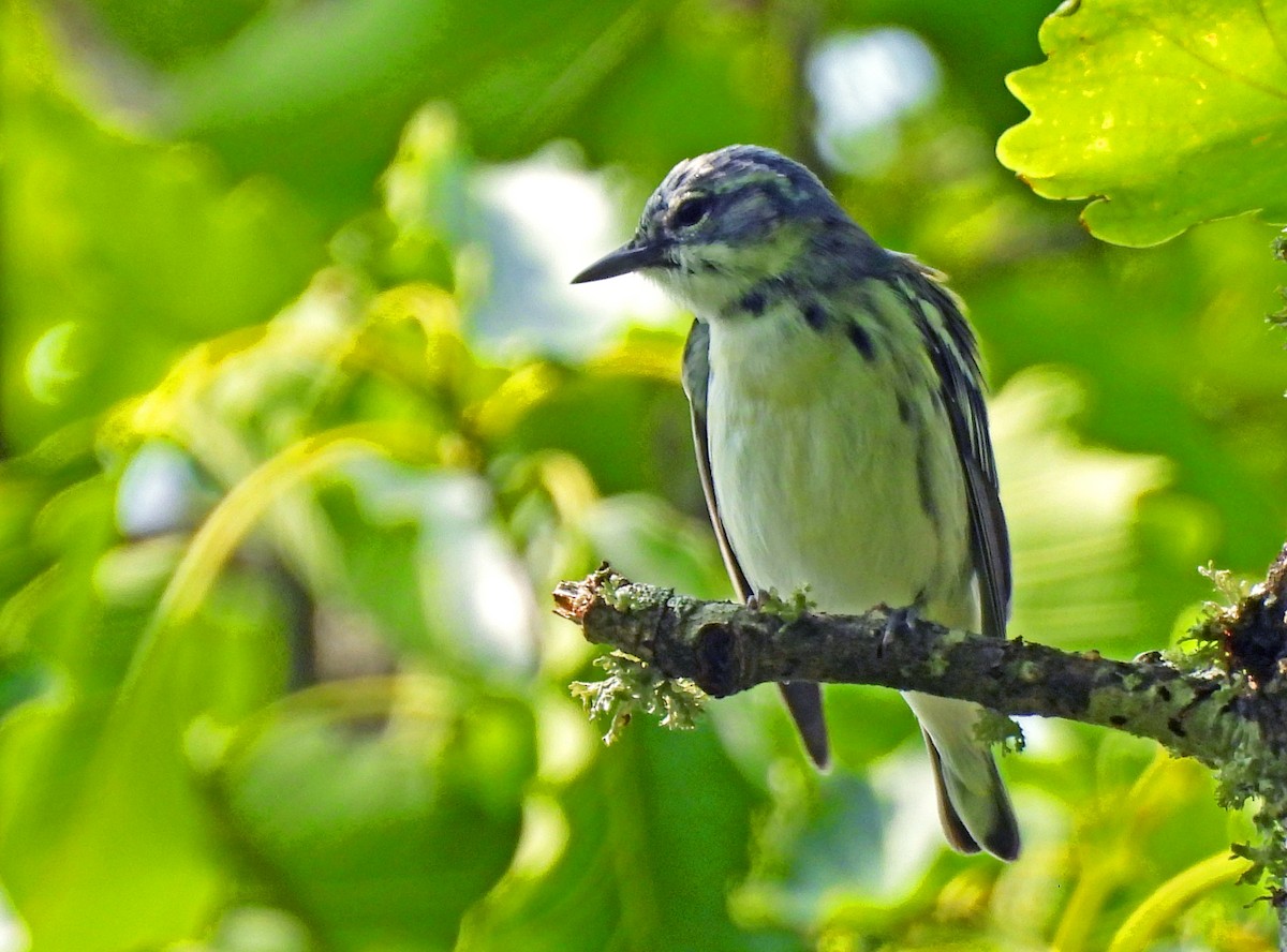 Cerulean Warbler - ML636937486