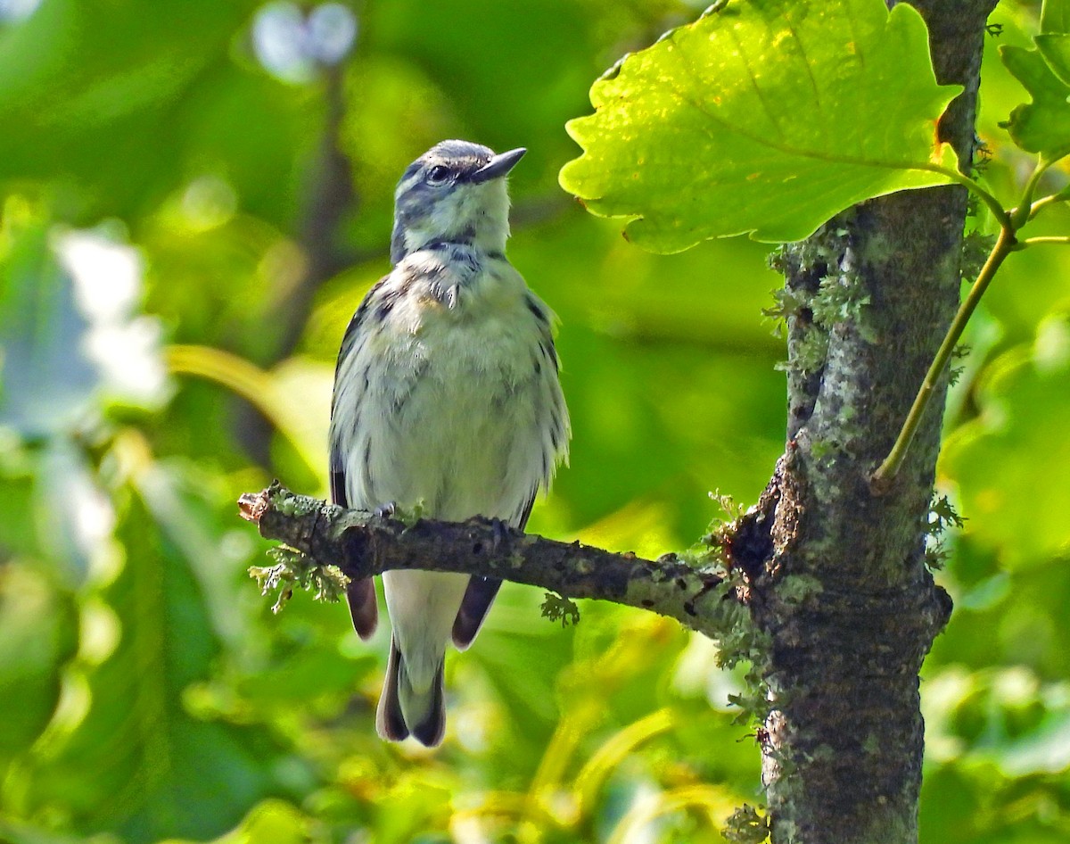 Cerulean Warbler - ML636937487