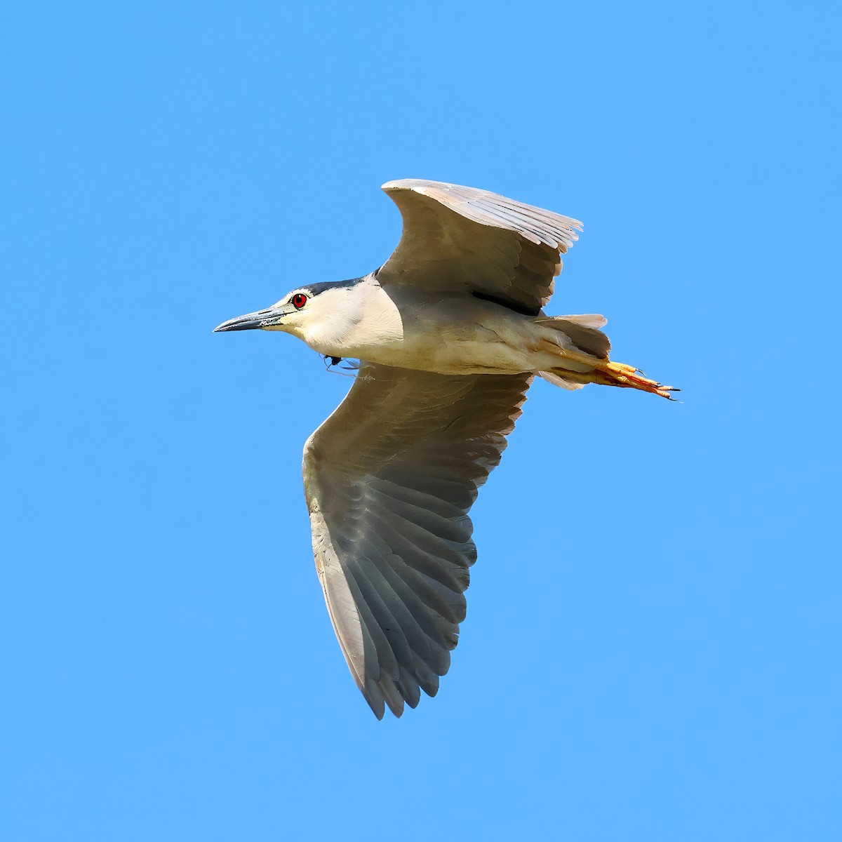 Black-crowned Night Heron (Eurasian) - ML636937488