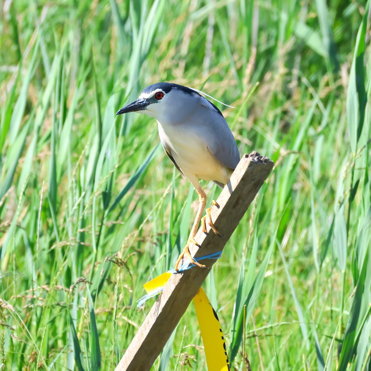 Black-crowned Night Heron (Eurasian) - ML636937489