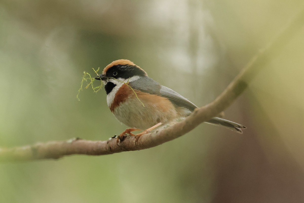 Black-throated Tit (Black-throated) - ML636937517