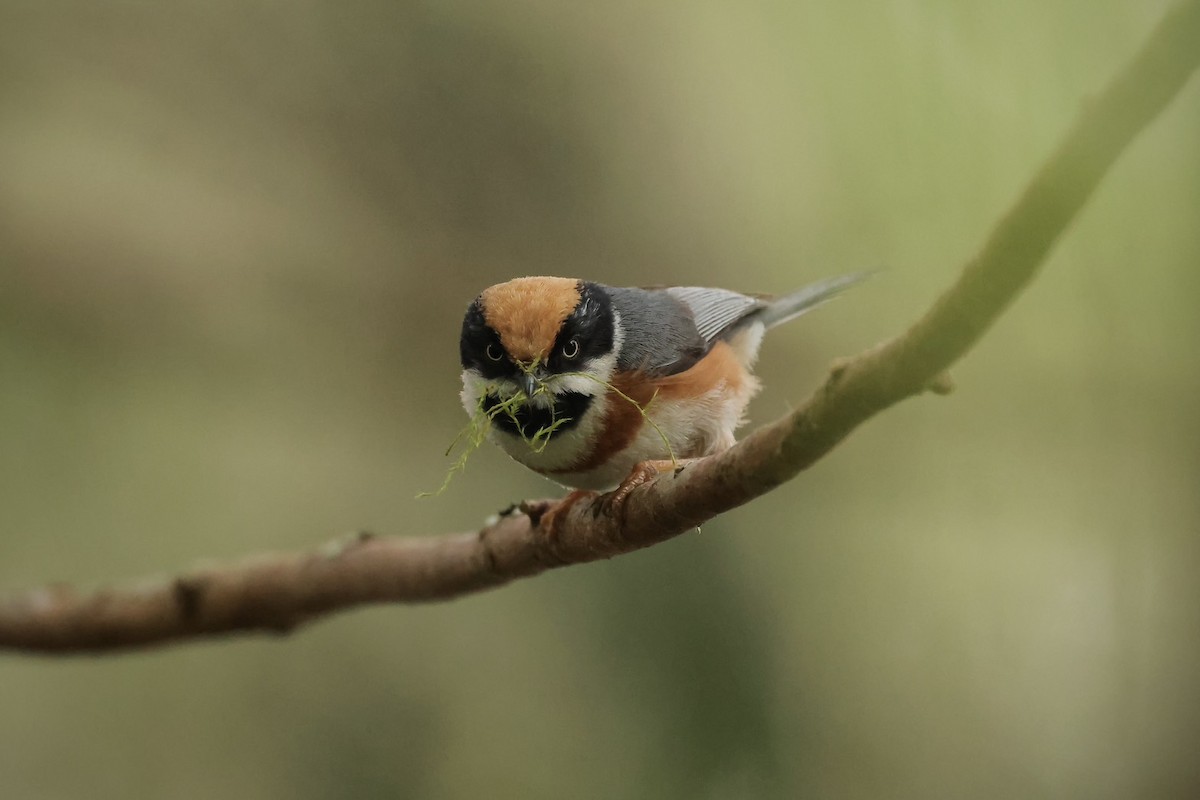 Black-throated Tit (Black-throated) - ML636937518