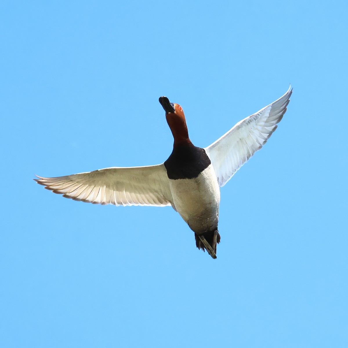 Common Pochard - ML636937540