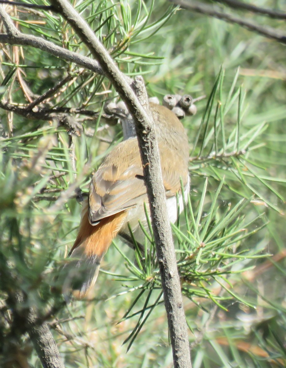 Chestnut-rumped Thornbill - ML636937545