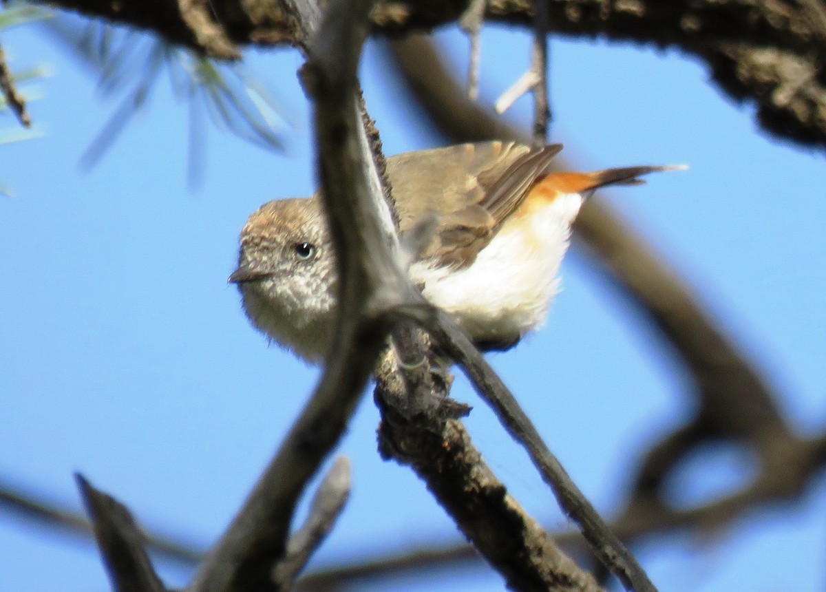 Chestnut-rumped Thornbill - ML636937555