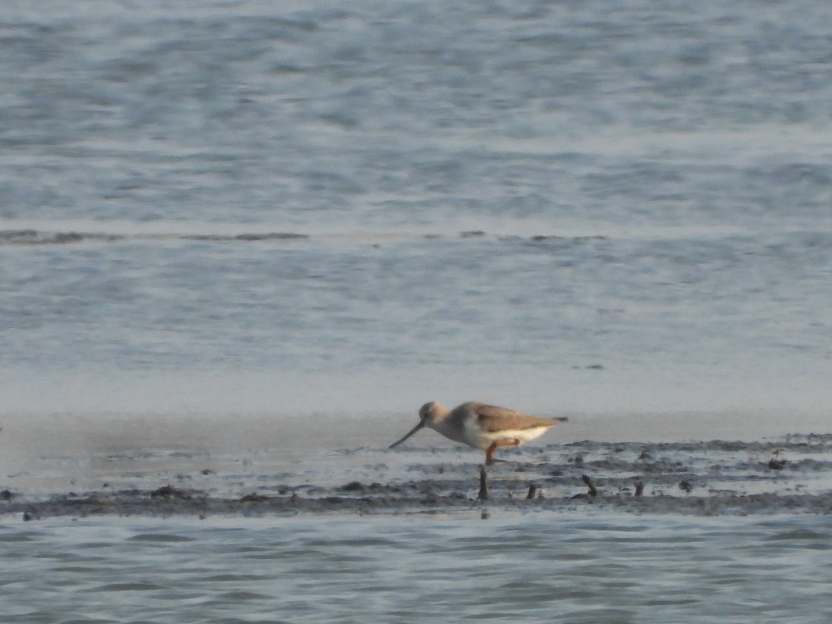 Terekwasserläufer - ML636937558