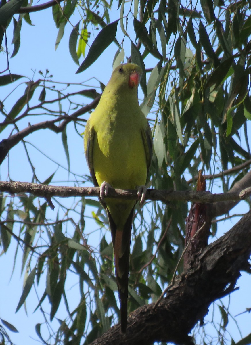 Regent Parrot - ML636937574