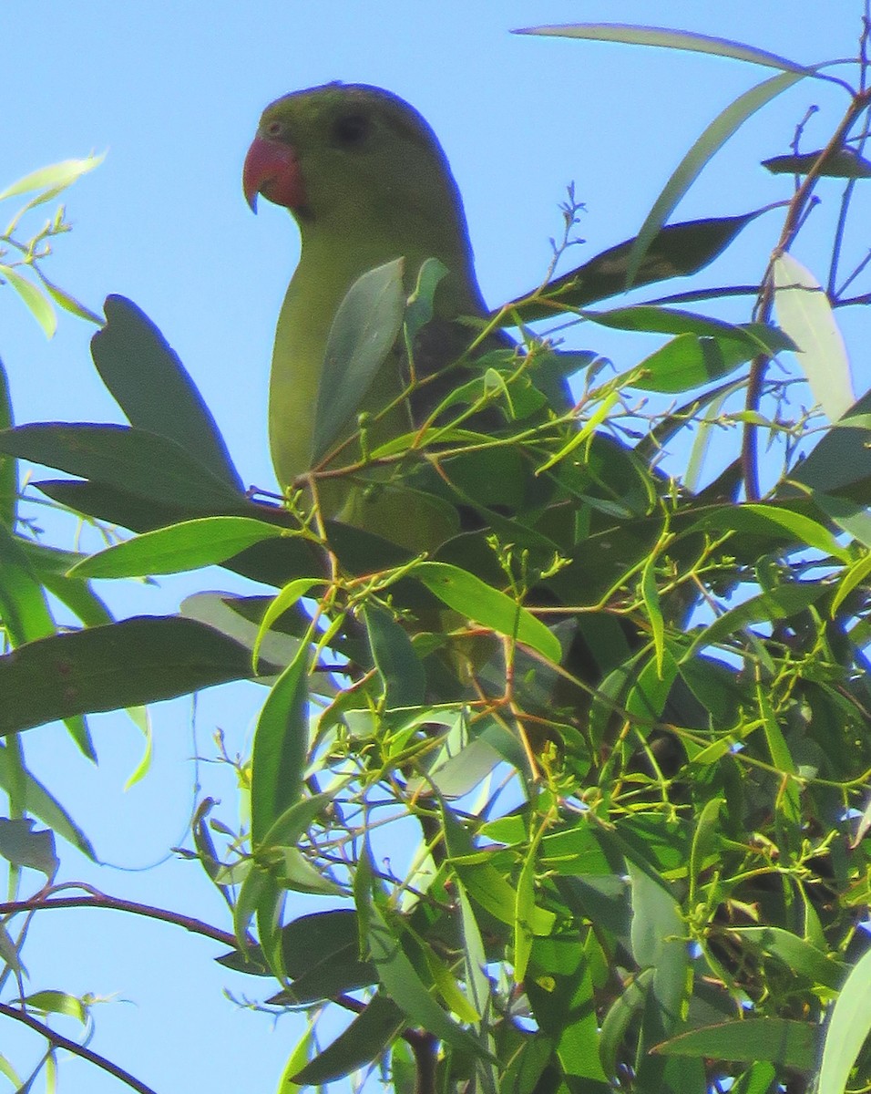 Regent Parrot - ML636937576