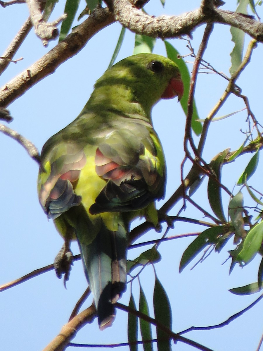 Regent Parrot - ML636937587