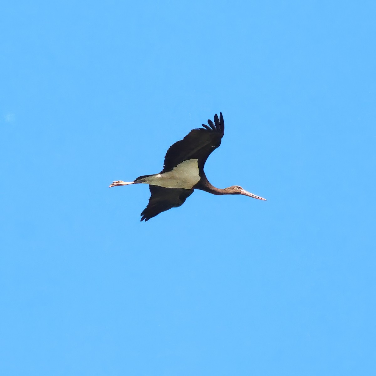 Black Stork - ML636937593