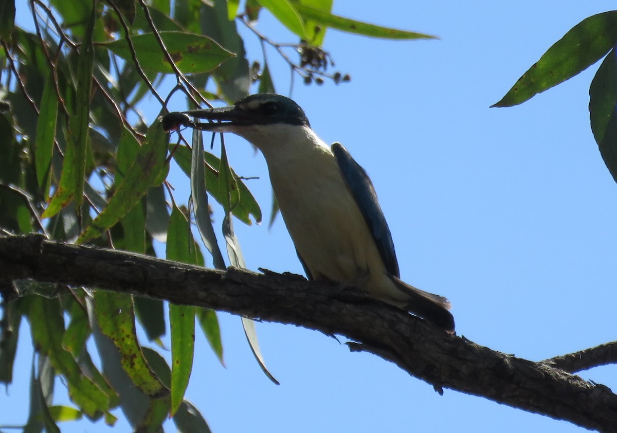 Sacred Kingfisher - ML636937594