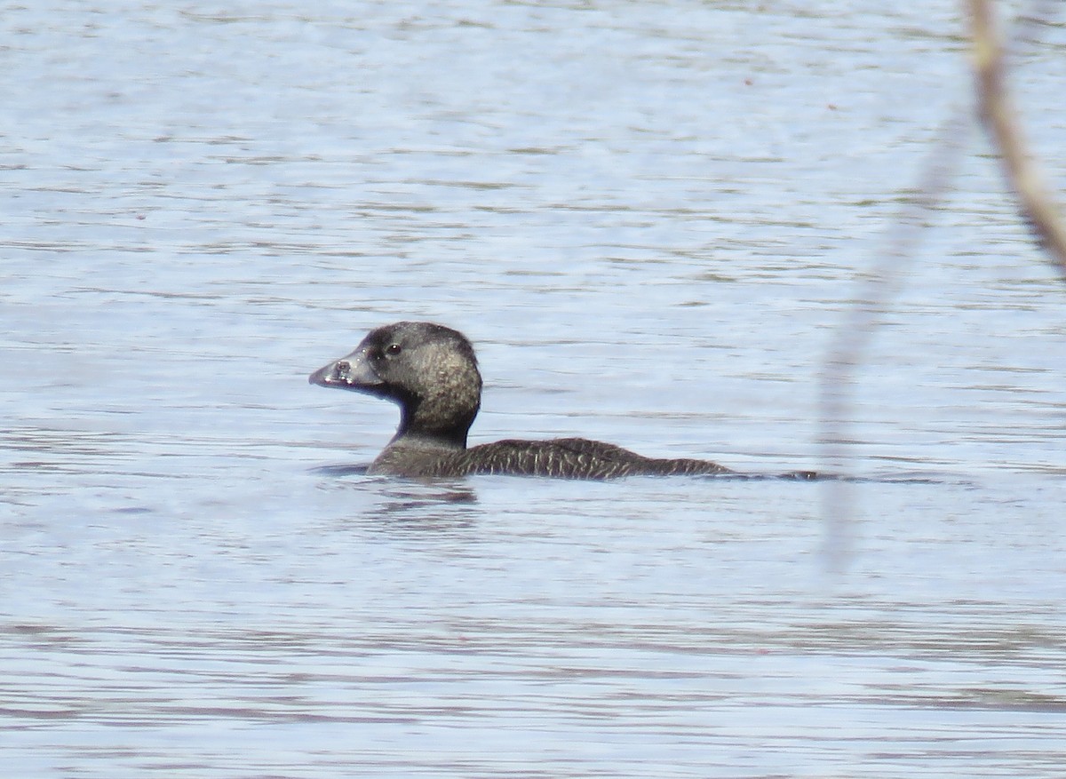 Musk Duck - ML636937621