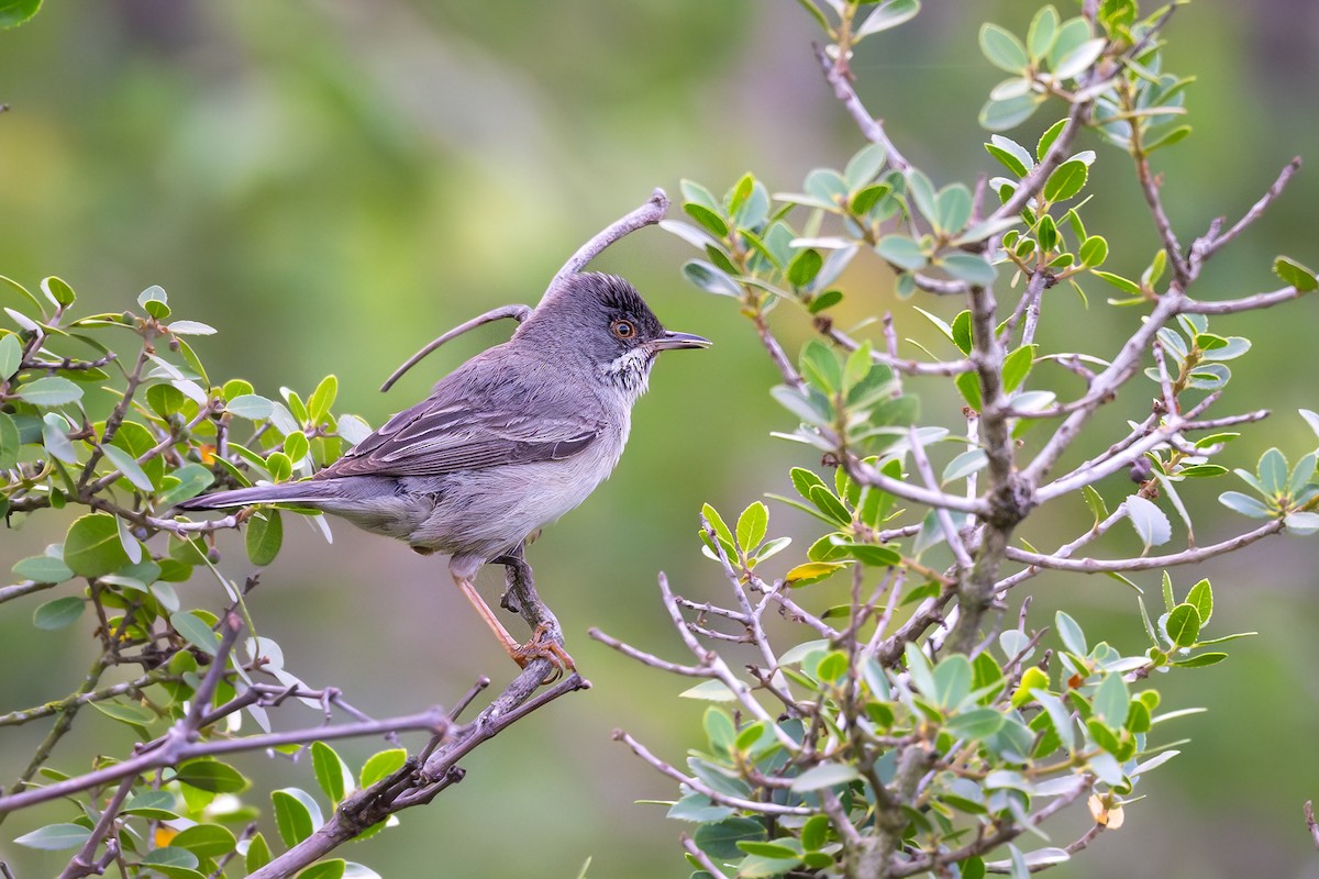 Rüppell's Warbler - ML636937631