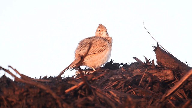 Согсоот болжмор - ML636937678