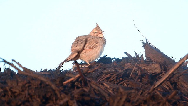 Согсоот болжмор - ML636937682
