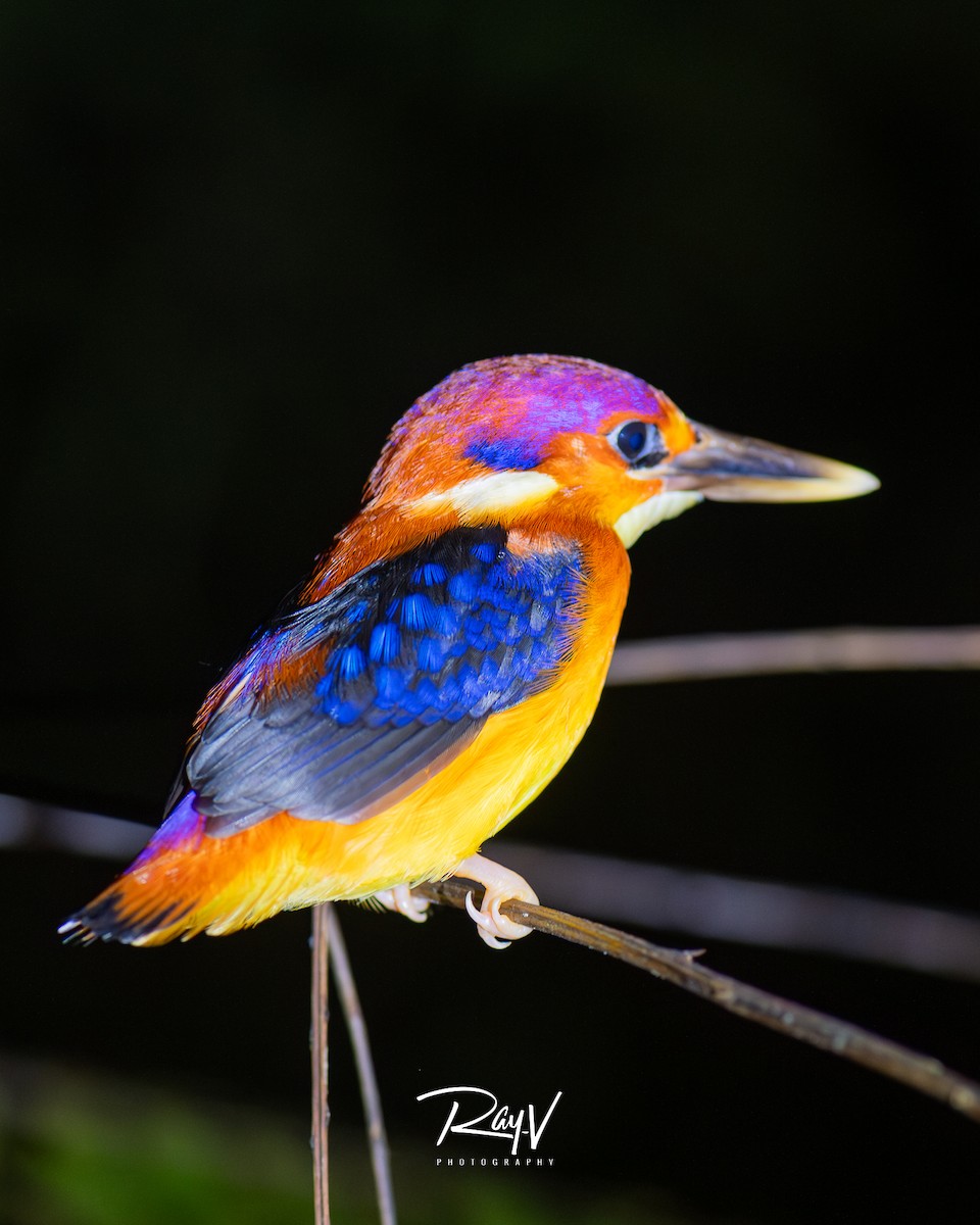 Rufous-backed Dwarf-Kingfisher - ML636937717
