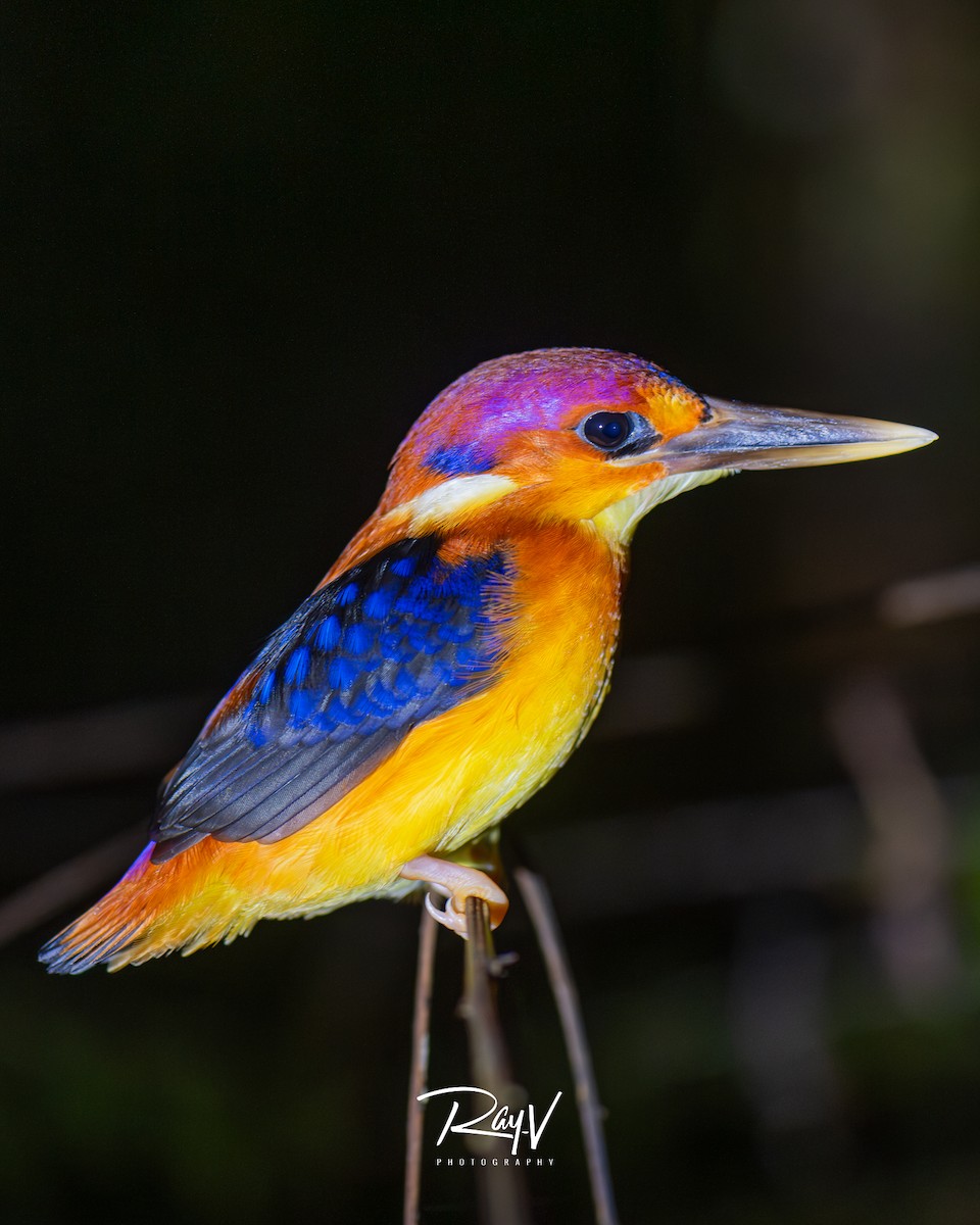 Rufous-backed Dwarf-Kingfisher - ML636937718