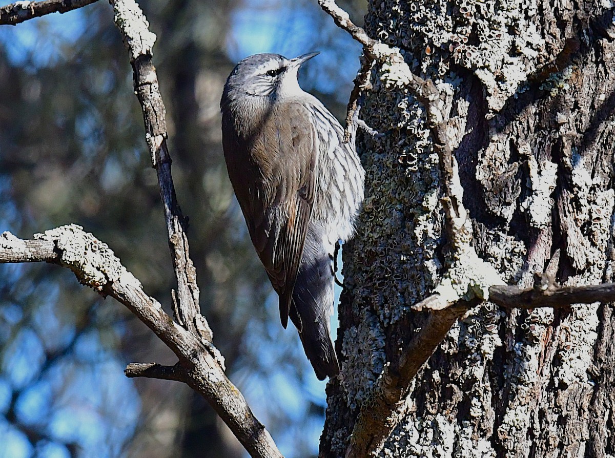 White-browed Treecreeper - ML636937727