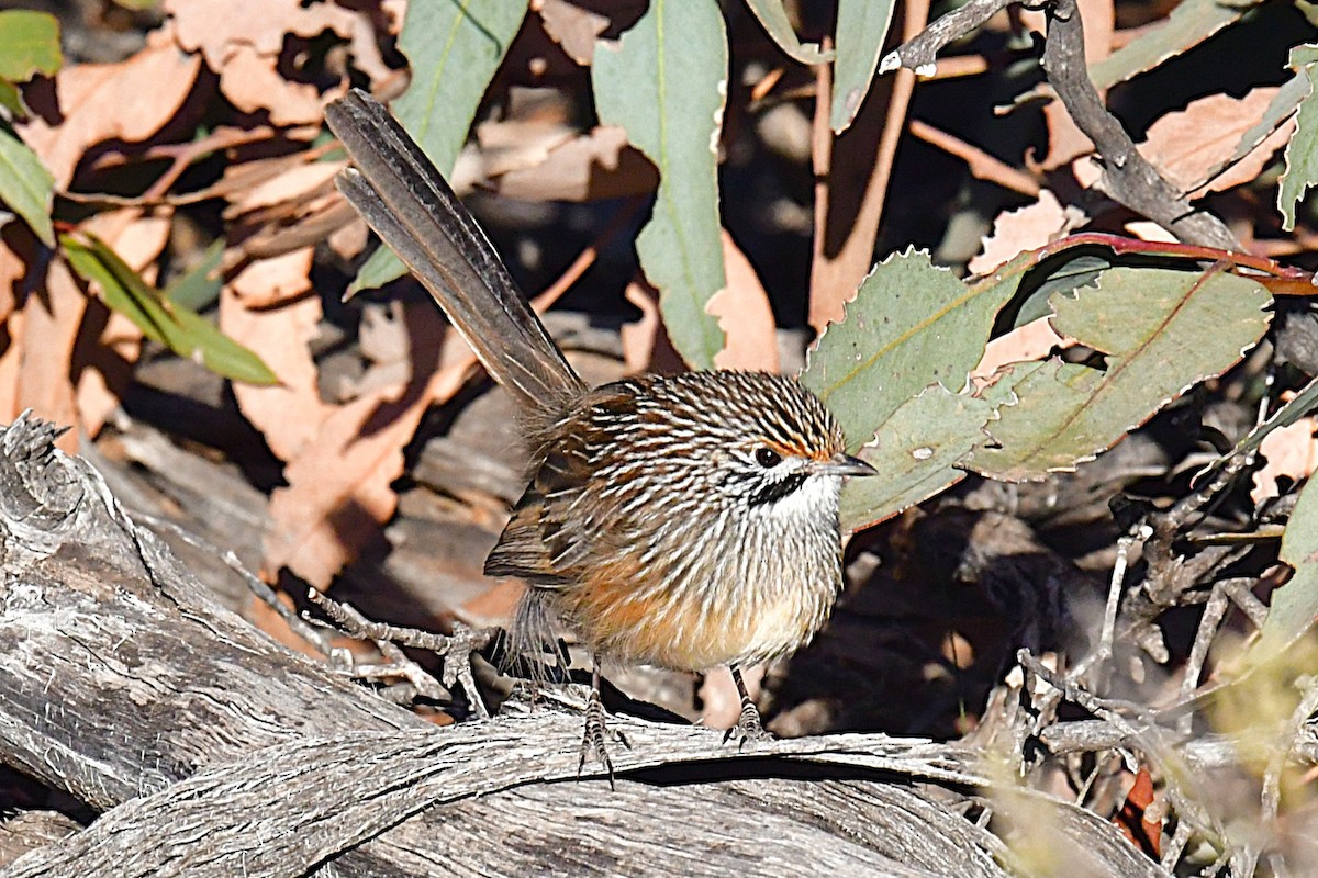 Striated Grasswren - ML636937760