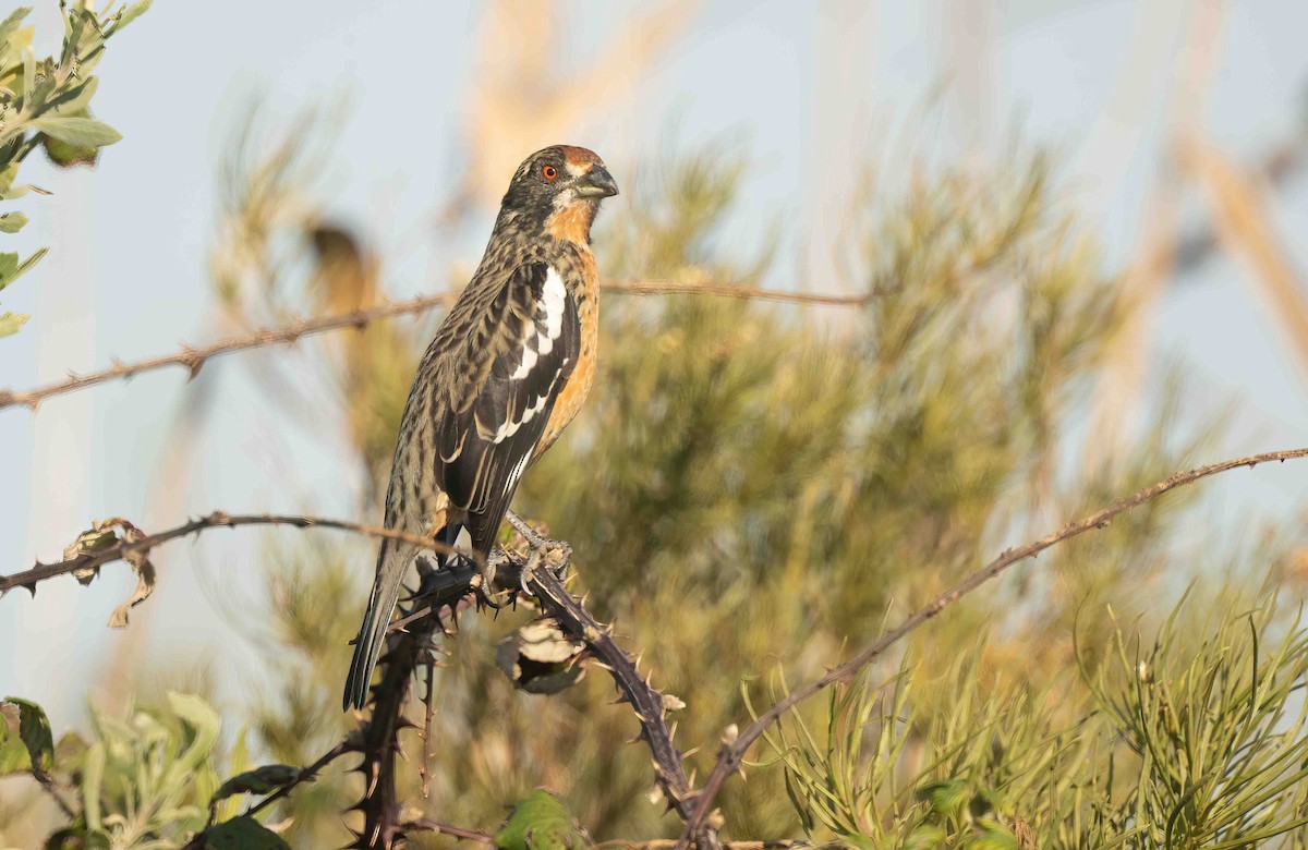 Rufous-tailed Plantcutter - ML636937764