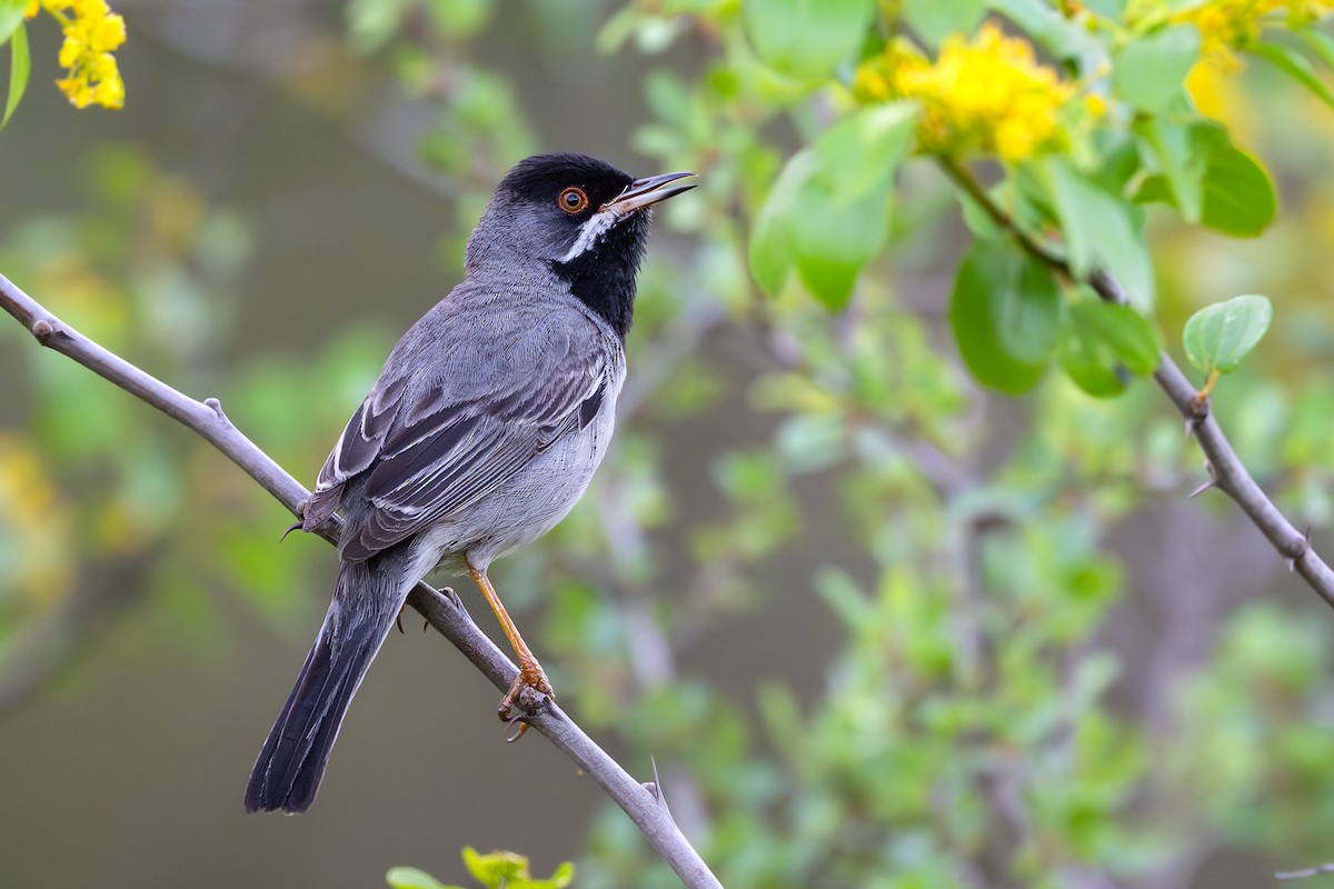 Rüppell's Warbler - ML636937782