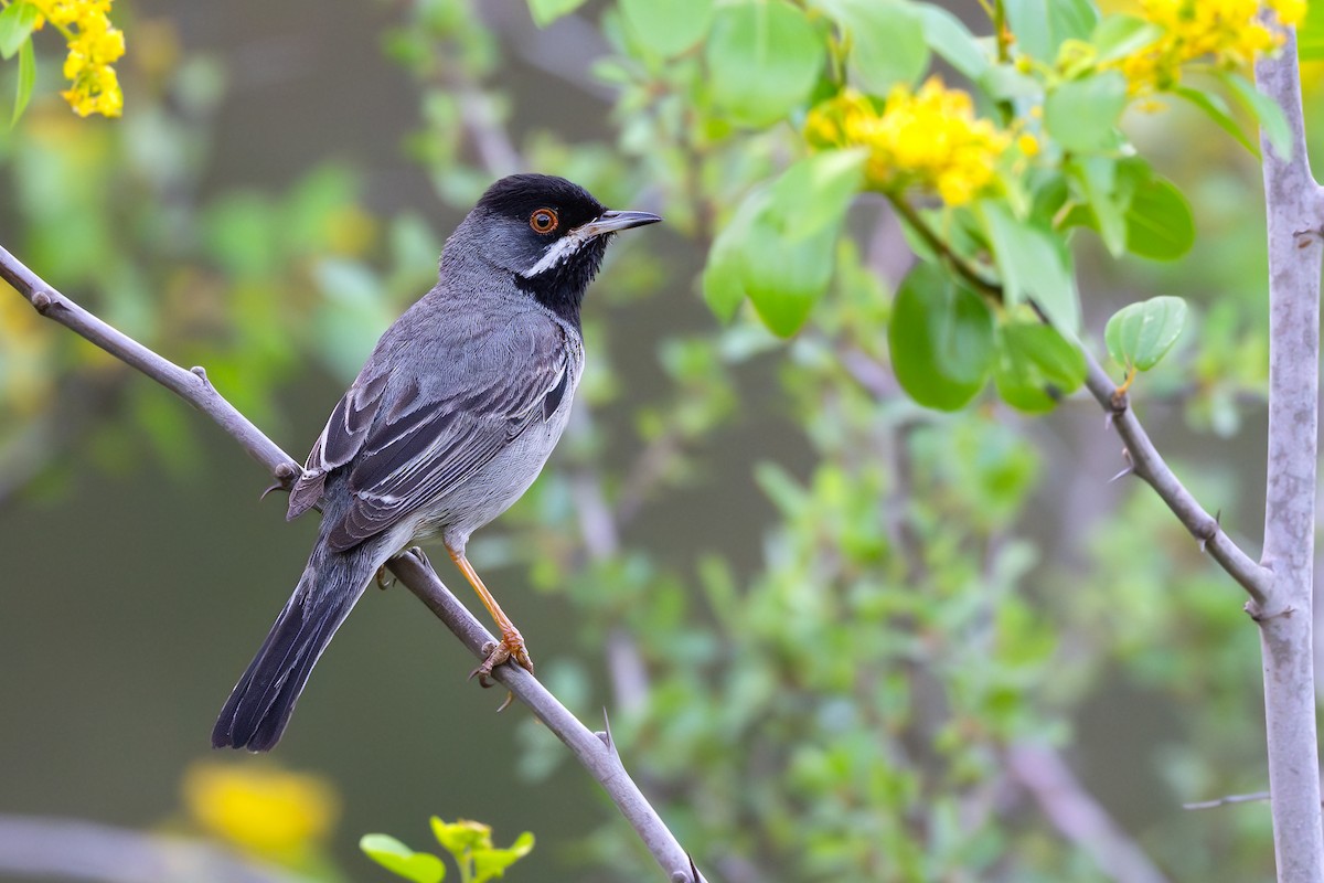 Rüppell's Warbler - ML636937783