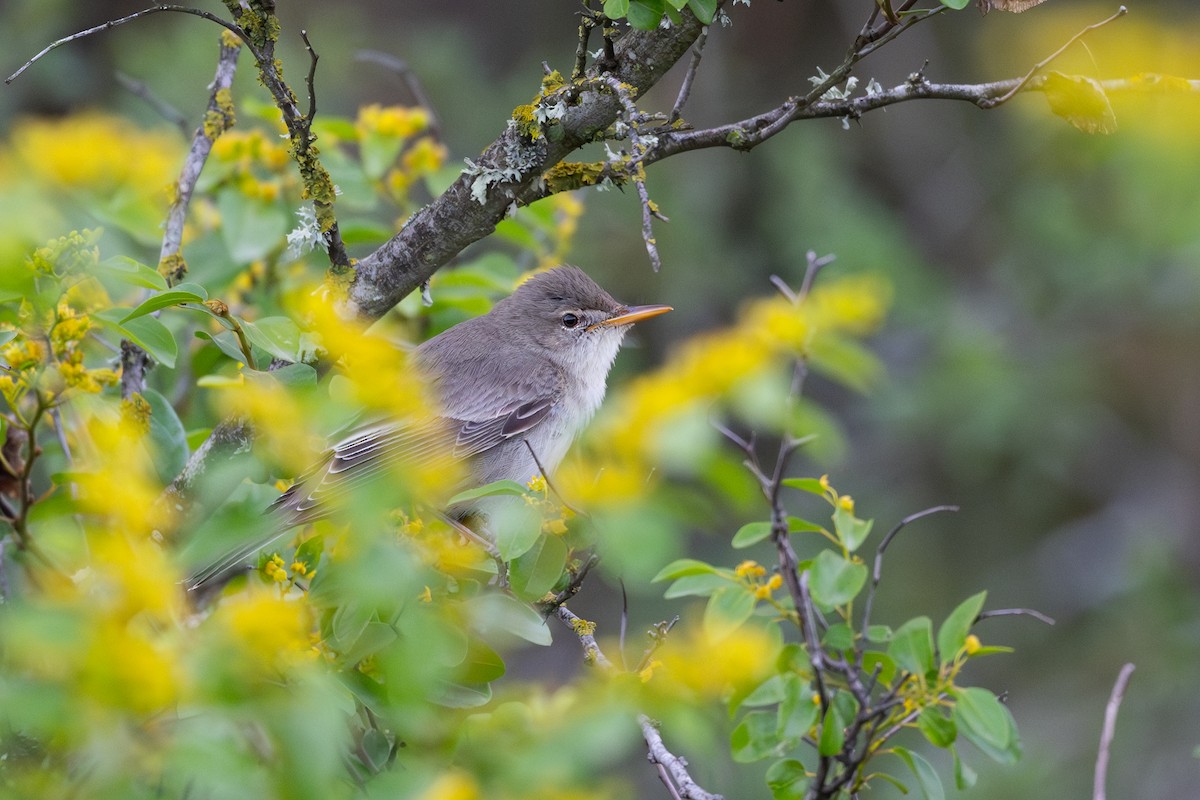 Olive-tree Warbler - ML636937810