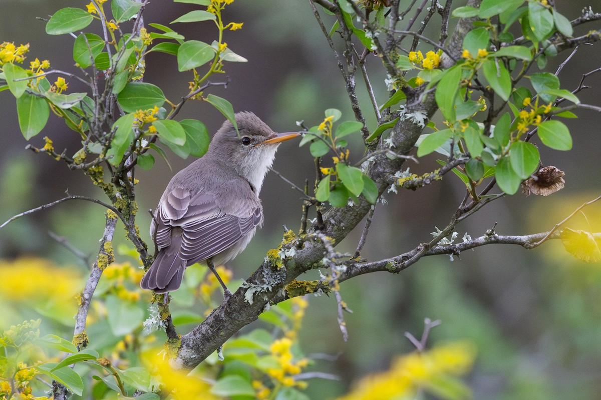 Olive-tree Warbler - ML636937811