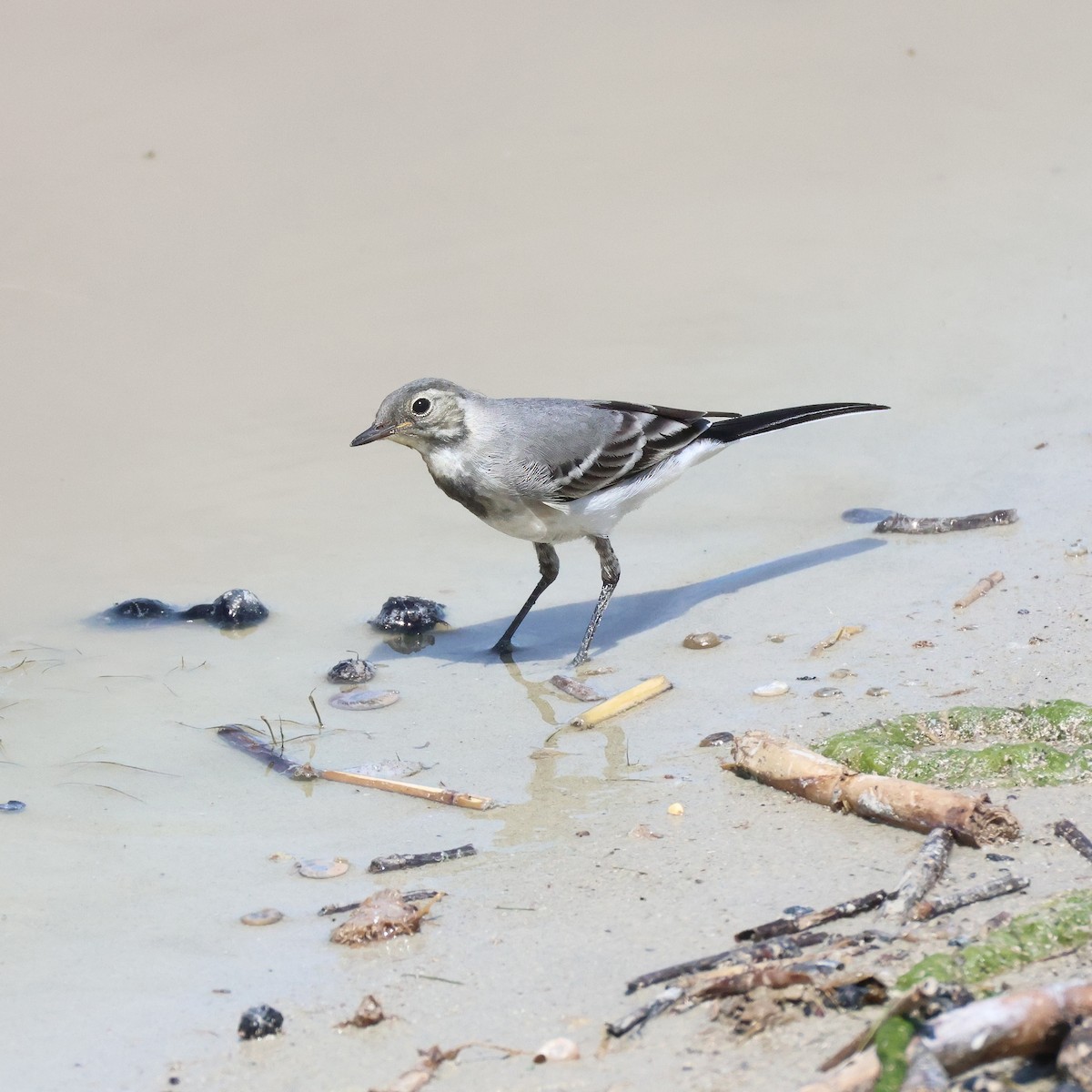 White Wagtail - ML636937817