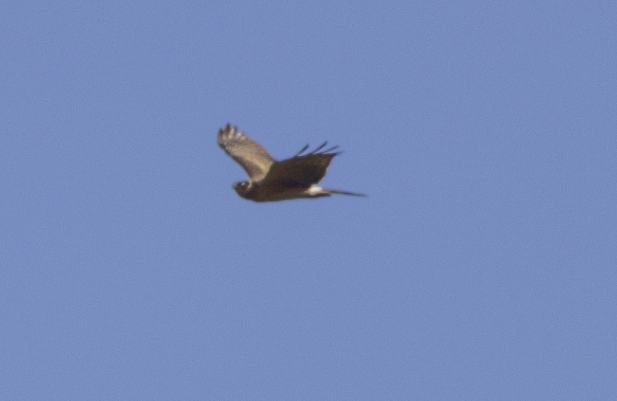 Pallid Harrier - ML636937868