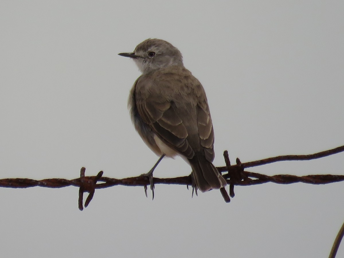 White-fronted Chat - ML636937869