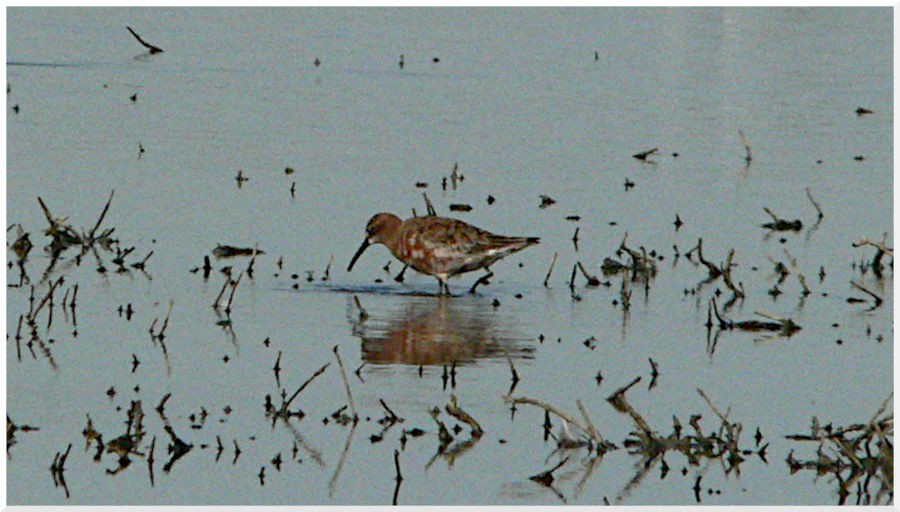 Curlew Sandpiper - ML636937889