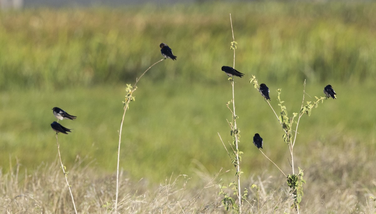 Ethiopian Swallow - ML636937891