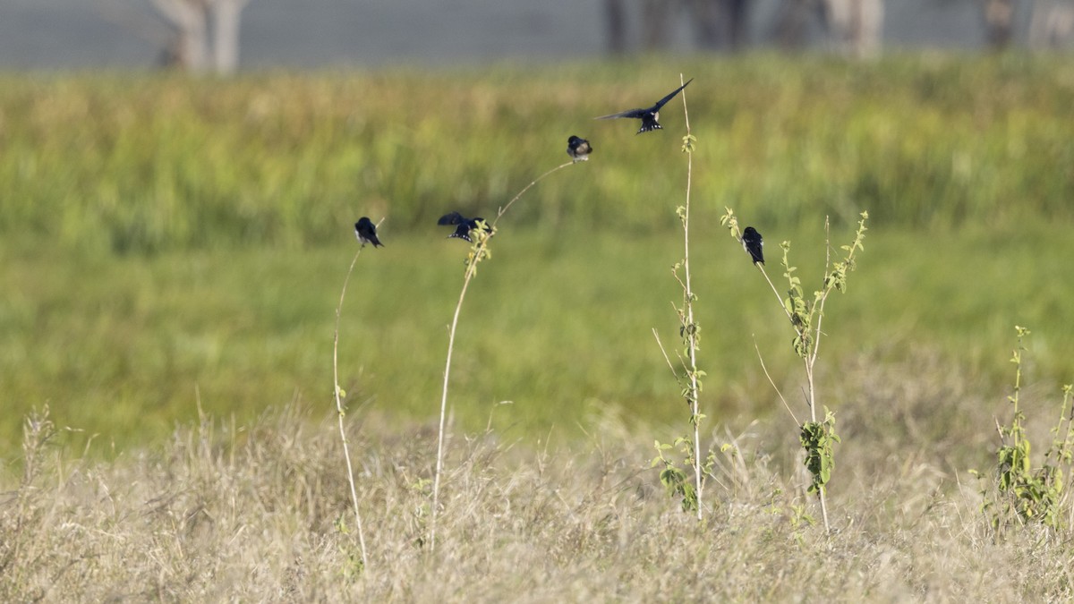 Ethiopian Swallow - ML636937892