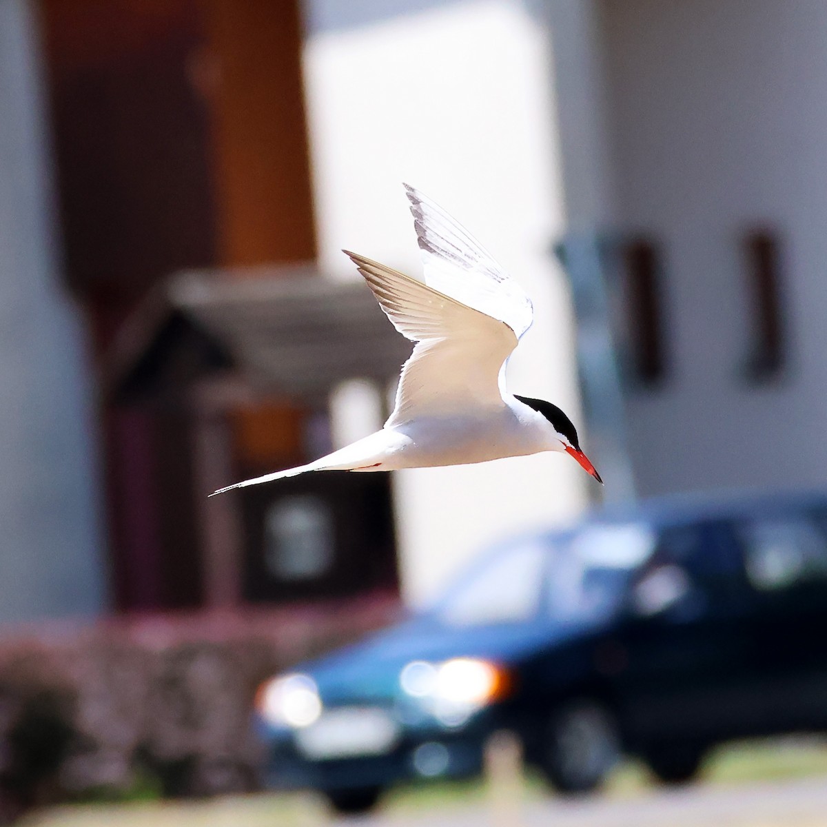 Common Tern - ML636937894