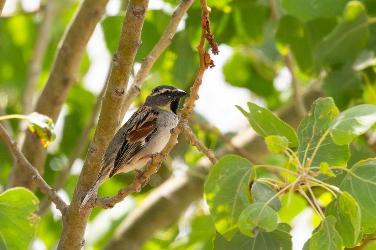 Dead Sea Sparrow - ML636937900