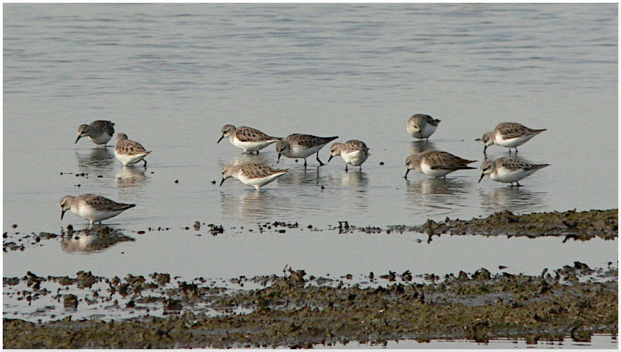 Red-necked Stint - ML636937902