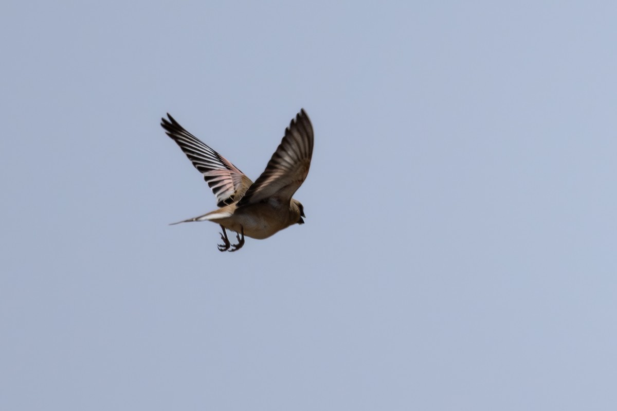 Desert Finch - ML636937916