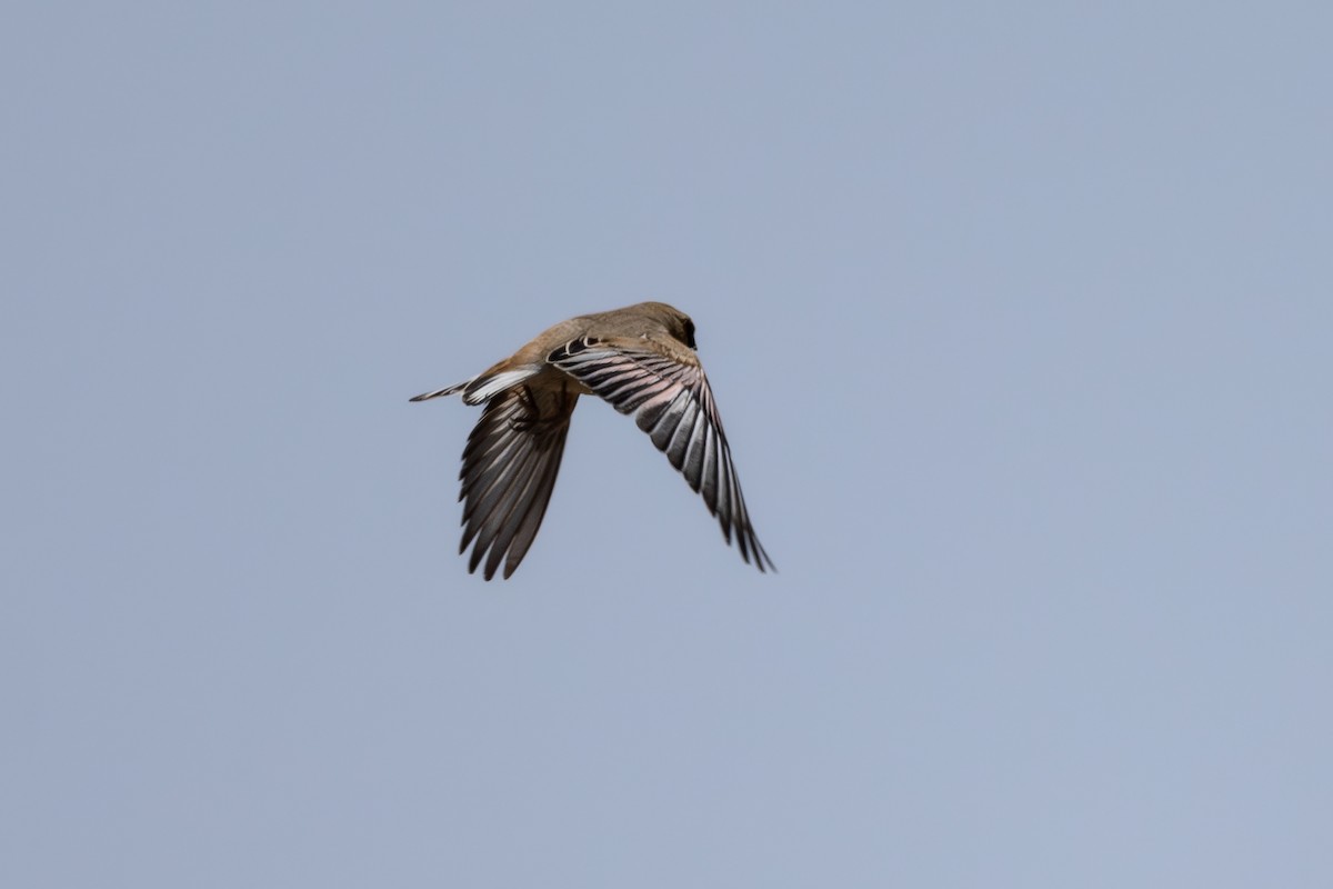 Desert Finch - ML636937917