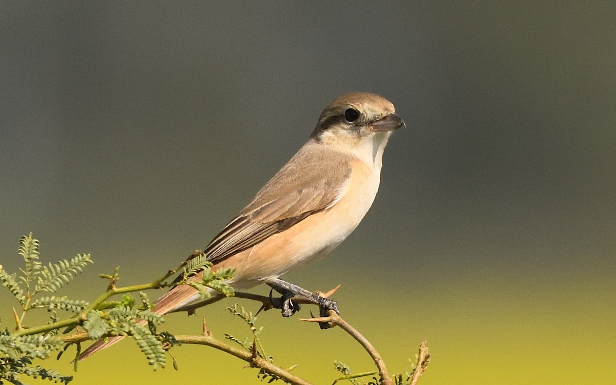 Isabelline Shrike - ML636937924