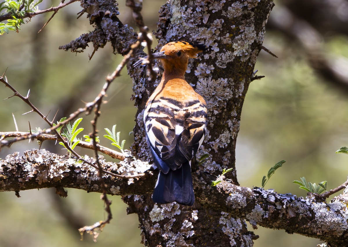 Eurasian Hoopoe (African) - ML636938007