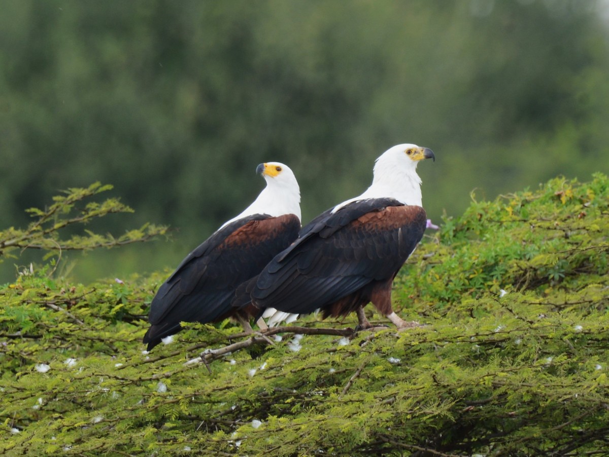 African Fish-Eagle - ML636938166